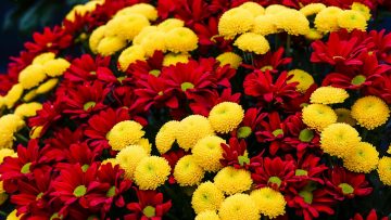 rhs3