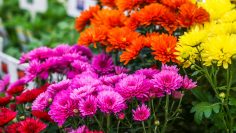 rhs6